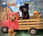 Small Photo #2 Chion Puppy For Sale in Arcadia, FL, USA
