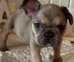 Puppy Jack French Bulldog