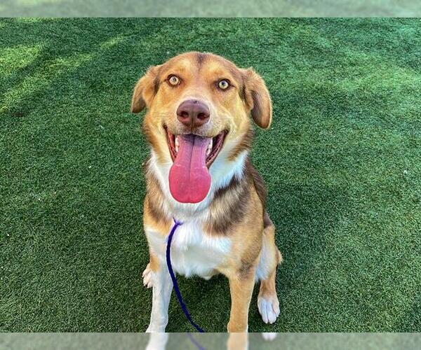 Medium Photo #2 Australian Shepherd-Unknown Mix Puppy For Sale in Orange, CA, USA