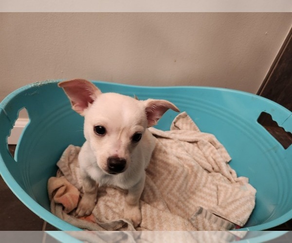 Medium Photo #9 Chihuahua Puppy For Sale in MARIETTA, GA, USA