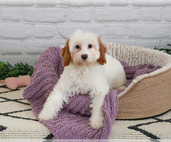 Medium Photo #4 Cavapoo (Miniature) Puppy For Sale in SYRACUSE, IN, USA