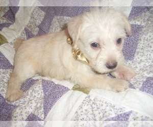 Schnoodle (Miniature) Puppy for sale in JACKSON, MS, USA