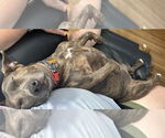 Small #3 American Pit Bull Terrier-Dachshund Mix