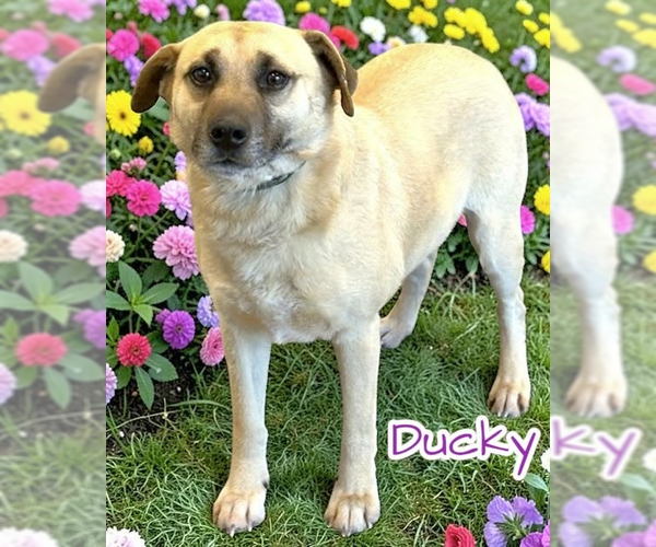 Medium Photo #3 Mutt Puppy For Sale in Spring Lake, NJ, USA