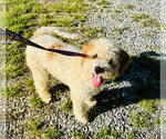 Small #1 Cavapoo (Miniature)