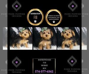 Morkie Puppy for sale in WARSAW, IN, USA