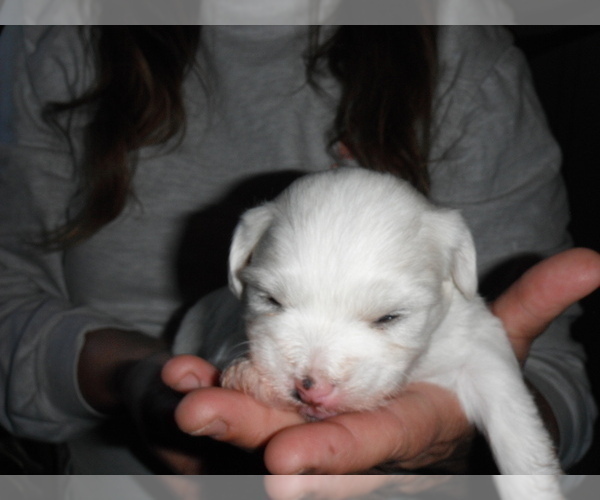 Medium Photo #7 Coton de Tulear Puppy For Sale in COLUMBIA, MO, USA