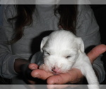 Small Photo #7 Coton de Tulear Puppy For Sale in COLUMBIA, MO, USA