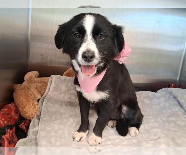 Medium Photo #1 Cavalier King Charles Spaniel-Unknown Mix Puppy For Sale in Orange, CA, USA
