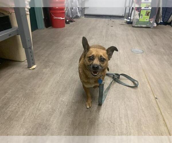 Medium Photo #1 Chihuahua-Unknown Mix Puppy For Sale in Pasadena, CA, USA