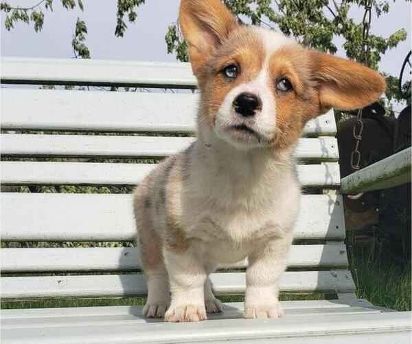 Medium Photo #1 Pembroke Welsh Corgi Puppy For Sale in MILTON, WI, USA