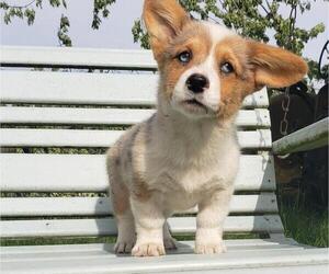 Pembroke Welsh Corgi Puppy for Sale in MILTON, Wisconsin USA