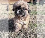 Small Photo #2 Shih Tzu Puppy For Sale in LENOIR, NC, USA