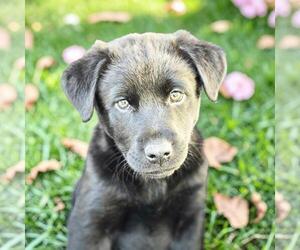 Labrador Retriever-Unknown Mix Dogs for adoption in San Diego, CA, USA