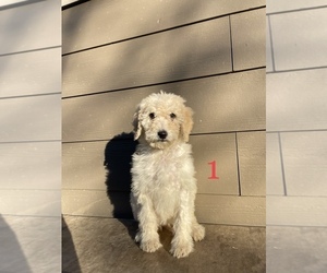 Poodle (Standard) Puppy for sale in PORTLAND, OR, USA