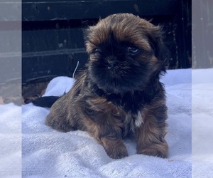 Shih Tzu Litter for sale in DUFF, TN, USA