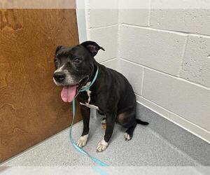 American Pit Bull Terrier-Unknown Mix Dogs for adoption in Ocala, FL, USA