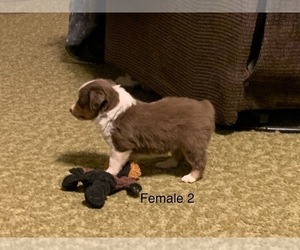 Miniature Australian Shepherd Puppy for sale in BILLINGS, MT, USA