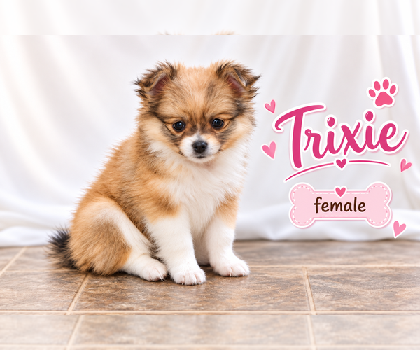 Medium Photo #3 Chiranian Puppy For Sale in CLARE, MI, USA