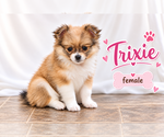 Litter of 4 - Male(s) and Female(s) ChiranianLitter of Puppies for Sale - Photo #3