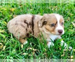 Small Photo #9 Miniature Australian Shepherd Puppy For Sale in WOODWARD, OK, USA