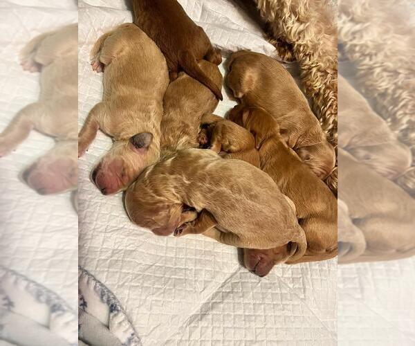Medium Photo #1 Double Doodle Puppy For Sale in WHEAT RIDGE, CO, USA