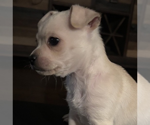 Medium Photo #9 American Eskimo Dog-Pug Mix Puppy For Sale in THOMASVILLE, NC, USA