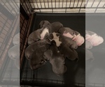 Small Photo #30 American Bully Puppy For Sale in BATON ROUGE, LA, USA