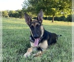 Puppy Scout German Shepherd Dog