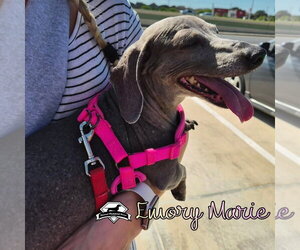 Emory Marie+ - Female Dachshund Dog for Adoption - Photo #6