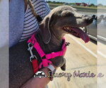 Small Photo #6 Dachshund Puppy For Sale in San Antonio, TX, USA