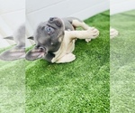 Small #2 French Bulldog