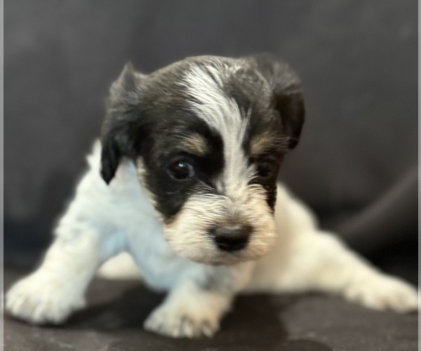 Medium Photo #4 Pembroke Welsh Corgi-Poodle (Miniature) Mix Puppy For Sale in LONGMONT, CO, USA