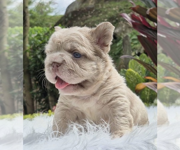 Medium Photo #5 French Bulldog Puppy For Sale in SAN DIEGO, CA, USA