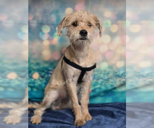 Medium Photo #4 Border Terrier-Unknown Mix Puppy For Sale in Lakewood, CO, USA