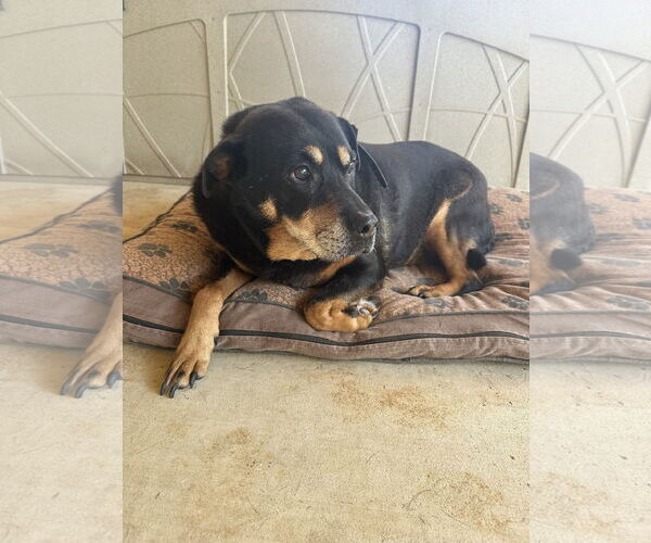 Medium Photo #2 Rottweiler-Unknown Mix Puppy For Sale in White Hall, AR, USA