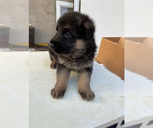 German Shepherd Dog Puppy for sale in CHURCHVILLE, NY, USA