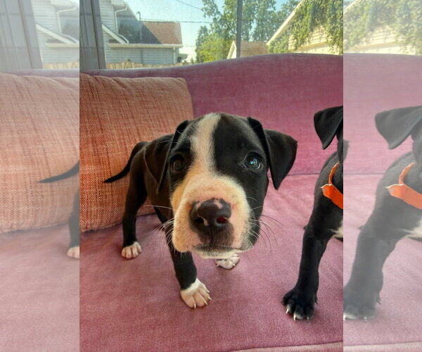 Medium Photo #2 Black Mouth Cur-Unknown Mix Puppy For Sale in New London, WI, USA