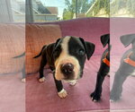 Small #1 Black Mouth Cur Mix