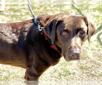 Small #1 Labrador Retriever