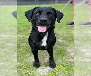 Labrador Retriever Dogs for adoption in Naples, FL, USA