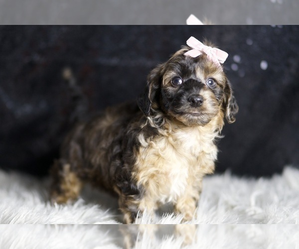 Medium Photo #5 YorkiePoo Puppy For Sale in WARSAW, IN, USA