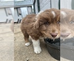 Puppy Brownie Australian Shepherd