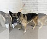 Small German Shepherd Dog