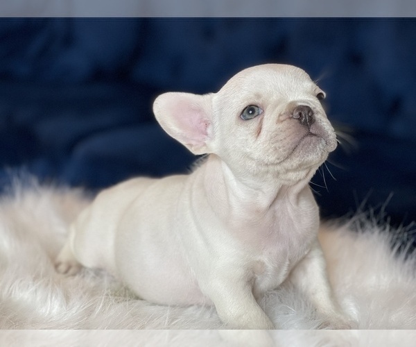 Medium Photo #9 French Bulldog Puppy For Sale in JACKSONVILLE, FL, USA