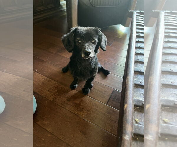 Medium Photo #2 Dachshund Puppy For Sale in Menifee, CA, USA