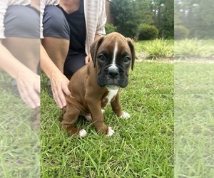 Boxer Puppy for sale in LUMBERTON, NC, USA