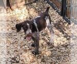 Small Photo #2 German Shorthaired Pointer Puppy For Sale in BERESFORD, SD, USA