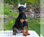 Small #3 Doberman Pinscher