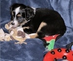 Small #3 Miniature Australian Shepherd